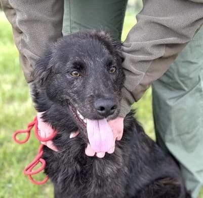 Unknown, male puppy Mixed Breed for adoption at Hundehilfe Polen, Dierkshausen