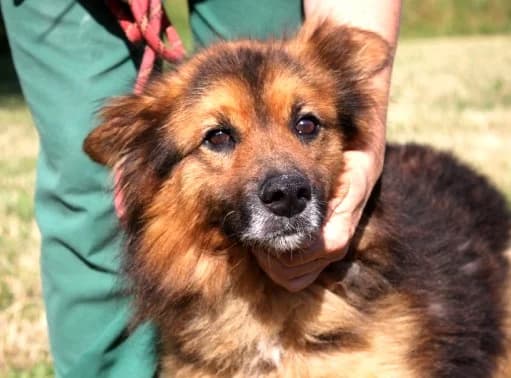 Unknown, male puppy Mixed Breed for adoption at Hundehilfe Polen, Dierkshausen