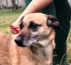 Unknown, Mixed Breed (Hundehilfe Polen)