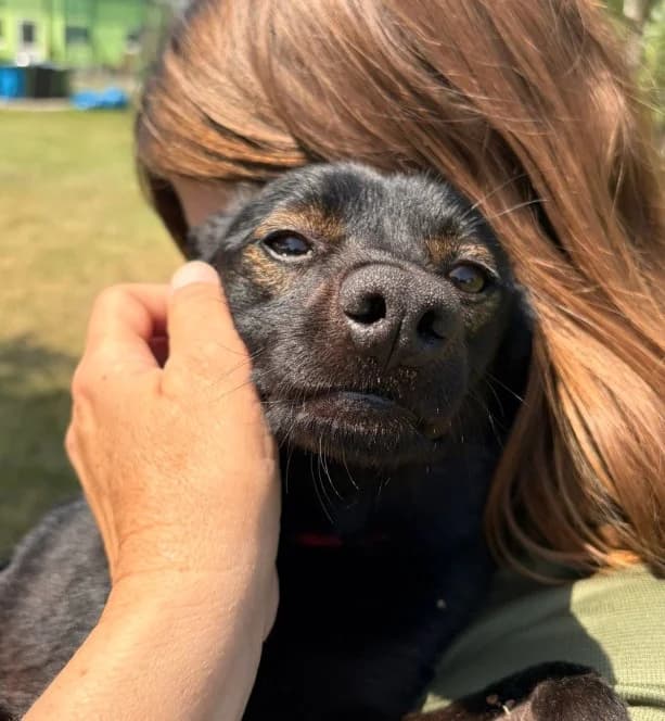 Unknown, male puppy Mixed Breed for adoption at Hundehilfe Polen, Dierkshausen