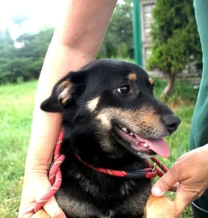 Unknown, male puppy Mixed Breed for adoption at Hundehilfe Polen, Dierkshausen