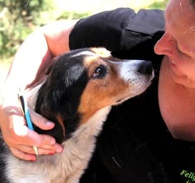 Unknown, male puppy Mixed Breed for adoption at Hundehilfe Polen, Dierkshausen