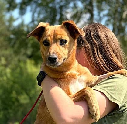 Unknown, female puppy Mixed Breed for adoption at Hundehilfe Polen, Dierkshausen