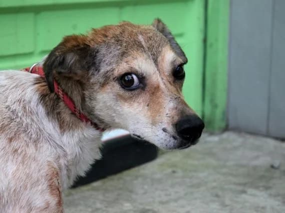 Unknown, female Mixed Breed for adoption at Hundehilfe Polen, Dierkshausen