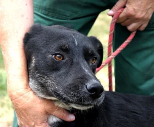 Unknown, weiß male puppy Mixed Breed for adoption at Hundehilfe Polen, Dierkshausen