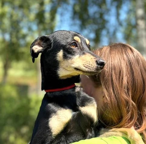 Unknown, female puppy Mixed Breed for adoption at Hundehilfe Polen, Dierkshausen