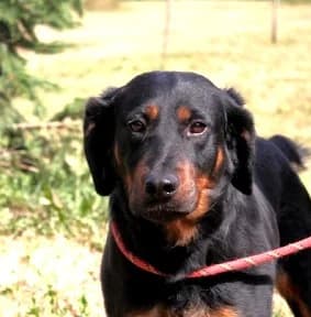 Unknown, male Mixed Breed for adoption at Hundehilfe Polen, Dierkshausen
