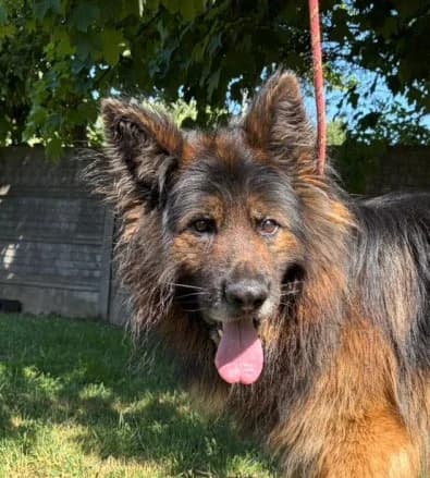 Unknown, male puppy Mixed Breed for adoption at Hundehilfe Polen, Dierkshausen