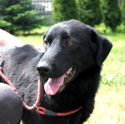 Unknown, Mixed Breed (Hundehilfe Polen)