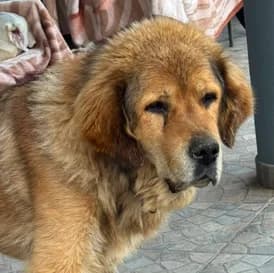 ALA, female senior Mixed Breed for adoption at Hundehilfe Polen, Dierkshausen