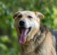 PATRYCZEK, male senior Mixed Breed for adoption at Hundehilfe Polen, Dierkshausen