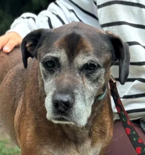 BOKSER, male senior Mixed Breed for adoption at Hundehilfe Polen, Dierkshausen