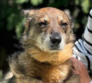 FARAON, Mixed Breed (Hundehilfe Polen)