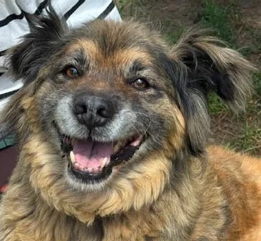 WINNIEPOOH, male senior Mixed Breed for adoption at Hundehilfe Polen, Dierkshausen