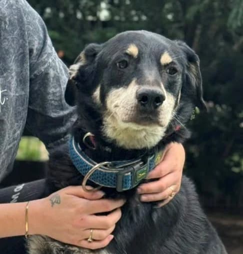ZDZISIU, male senior Mixed Breed for adoption at Hundehilfe Polen, Dierkshausen