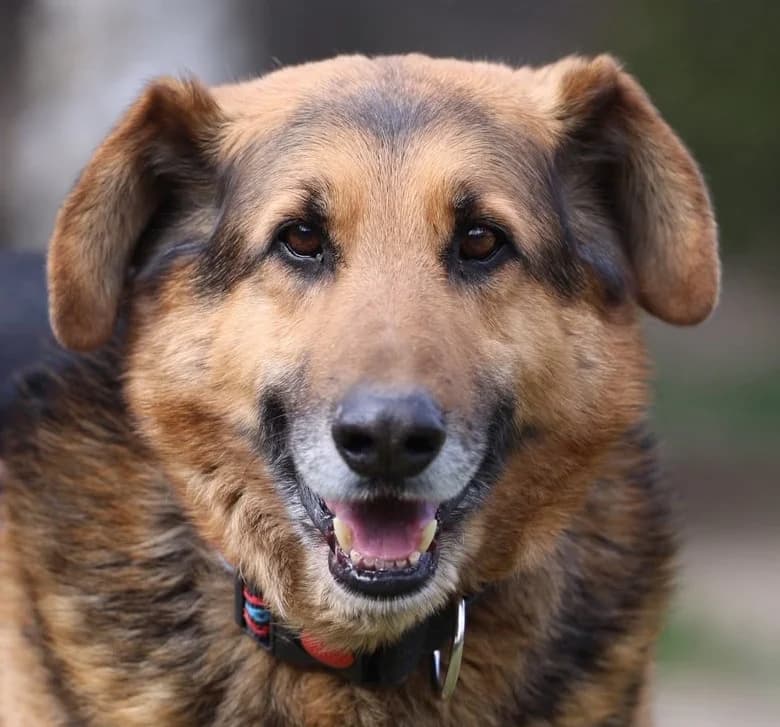 KROLEWICZ, male Mixed Breed for adoption at Hundehilfe Polen, Dierkshausen