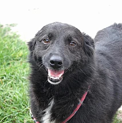 Unknown, male puppy Mixed Breed for adoption at Hundehilfe Polen, Dierkshausen