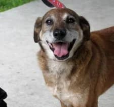 GRZANKA, female senior Mixed Breed for adoption at Hundehilfe Polen, Dierkshausen