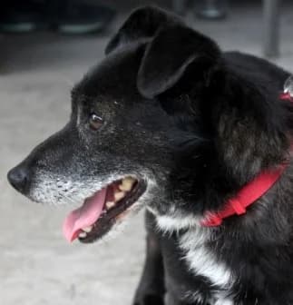 Unknown, male senior Mixed Breed for adoption at Hundehilfe Polen, Dierkshausen