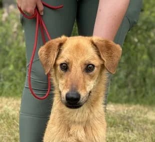 Unknown, male puppy Mixed Breed for adoption at Hundehilfe Polen, Dierkshausen