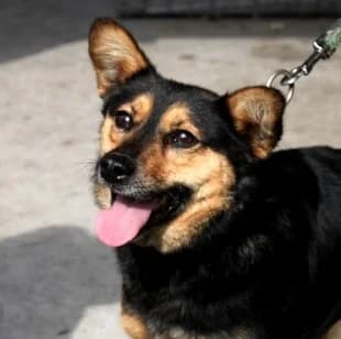 TEO, schwarz male 6yo Mixed Breed for adoption at Hundehilfe Polen, Dierkshausen