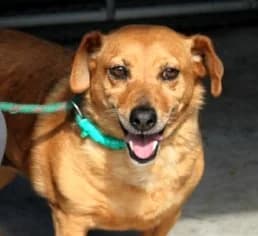 LAYLA, female 6yo Mixed Breed for adoption at Hundehilfe Polen, Dierkshausen