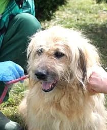 Unknown, male young Mixed Breed for adoption at Hundehilfe Polen, Dierkshausen