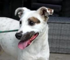 PIXEL, male young Mixed Breed for adoption at Hundehilfe Polen, Dierkshausen