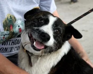 SABINKA, female 4yo Mixed Breed for adoption at Hundehilfe Polen, Dierkshausen