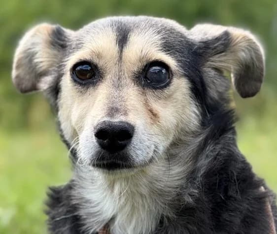 MILA, female 7yo Mixed Breed for adoption at Hundehilfe Polen, Dierkshausen