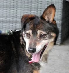TOLEK, male 7yo Mixed Breed for adoption at Hundehilfe Polen, Dierkshausen