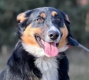 HUBCIO, male 3yo Mixed Breed for adoption at Hundehilfe Polen, Dierkshausen
