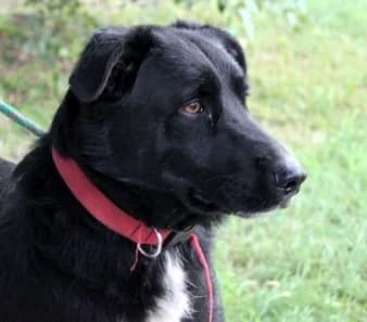 HIPCIO, male Mixed Breed for adoption at Hundehilfe Polen, Dierkshausen