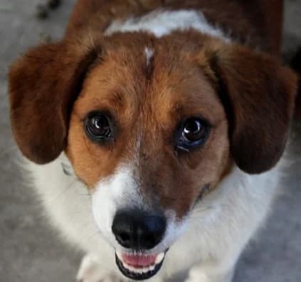 SCOOBY, male Mixed Breed for adoption at Hundehilfe Polen, Dierkshausen
