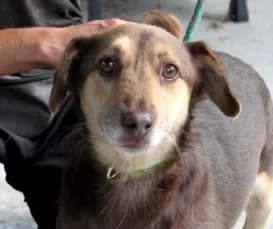 WEDEL, male senior Mixed Breed for adoption at Hundehilfe Polen, Dierkshausen