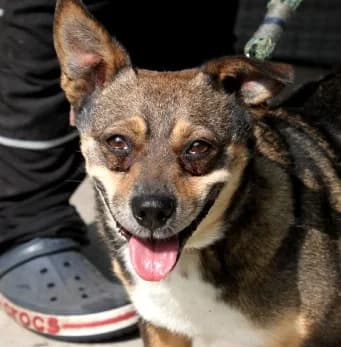 ELMO, weiß male Mixed Breed for adoption at Hundehilfe Polen, Dierkshausen