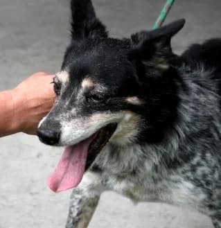 HENRYK, male senior Mixed Breed for adoption at Hundehilfe Polen, Dierkshausen