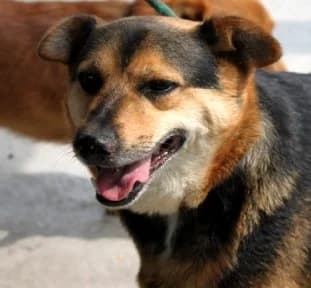 OLEK, male Mixed Breed for adoption at Hundehilfe Polen, Dierkshausen