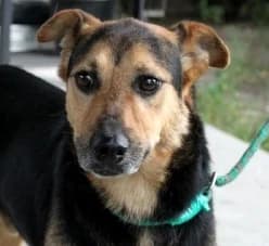DOSIEK, male Mixed Breed for adoption at Hundehilfe Polen, Dierkshausen