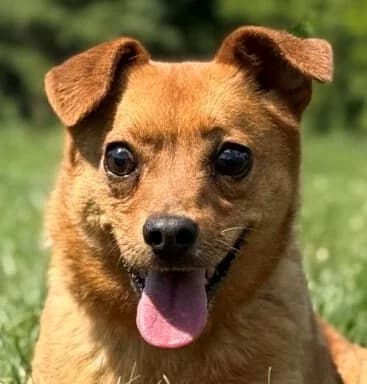 KERMIT, male 4yo Mixed Breed for adoption at Hundehilfe Polen, Dierkshausen