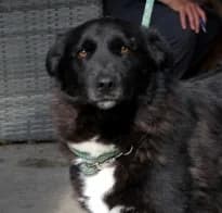 OLEK, male 3yo Mixed Breed for adoption at Hundehilfe Polen, Dierkshausen
