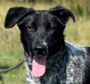 FABIK, male Mixed Breed for adoption at Hundehilfe Polen, Dierkshausen