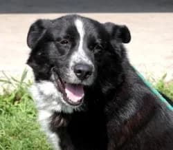 PAMICA, female Mixed Breed for adoption at Hundehilfe Polen, Dierkshausen
