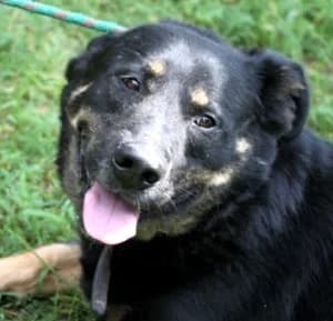 BRYSEK, male 3yo Mixed Breed for adoption at Hundehilfe Polen, Dierkshausen