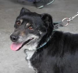 GAPCIO, male senior Mixed Breed for adoption at Hundehilfe Polen, Dierkshausen