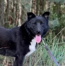 LUSKA, weiß female 4yo Mixed Breed for adoption at Hundehilfe Polen, Dierkshausen