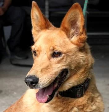 TINA, female senior Mixed Breed for adoption at Hundehilfe Polen, Dierkshausen