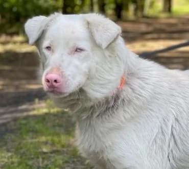 ALBIK, blau male 3yo Mixed Breed for adoption at Hundehilfe Polen, Dierkshausen