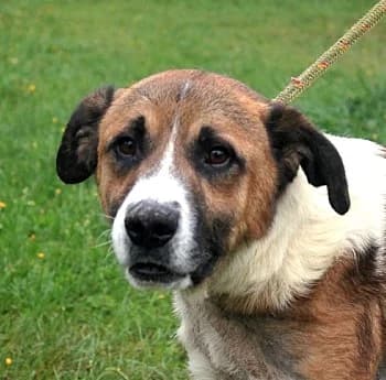 Unknown, male puppy Mixed Breed for adoption at Hundehilfe Polen, Dierkshausen