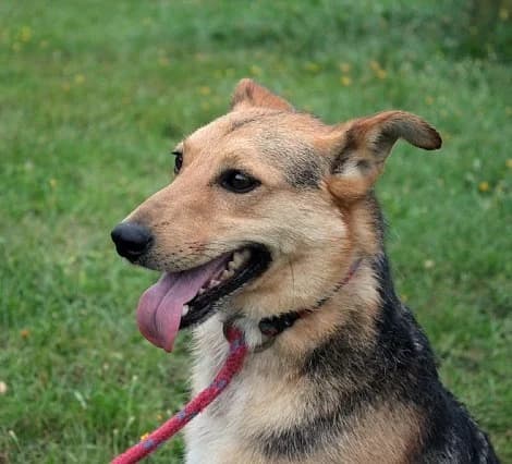 Unknown, male young Mixed Breed for adoption at Hundehilfe Polen, Dierkshausen